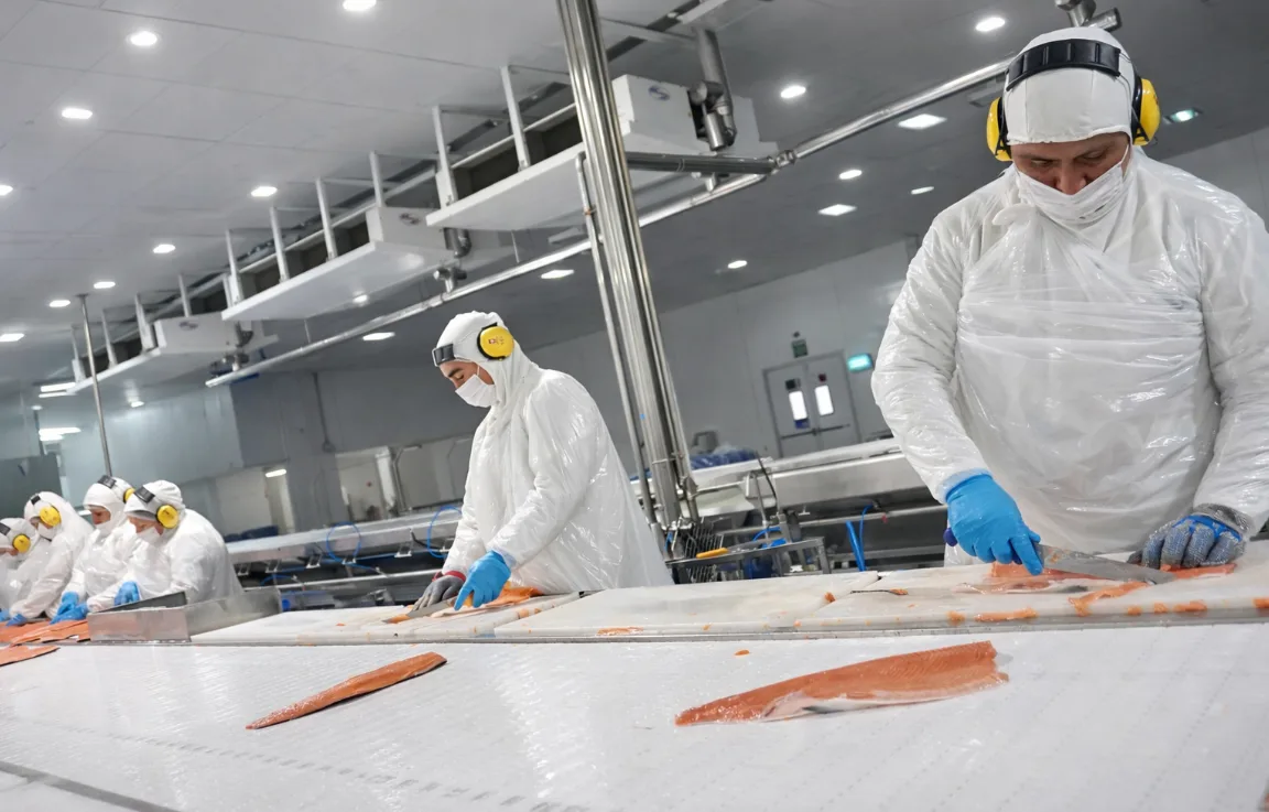 Operarios en planta de proceso de salmón