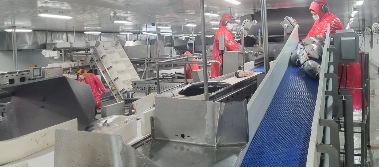 Línea de proceso de salmón
